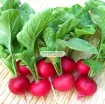 รูปภาพของ Hạt giống Củ cải Cherry Đỏ