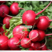 รูปภาพของ Hạt giống Củ cải Cherry Đỏ
