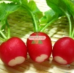 รูปภาพของ Hạt giống Củ cải Cherry Đỏ