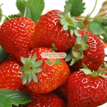 Ảnh của Hạt giống Dâu Tây đỏ (Strawberry)