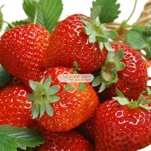 รูปภาพของ Hạt giống Dâu Tây đỏ (Strawberry)
