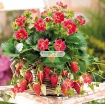 รูปภาพของ Hạt giống Dâu Tây đỏ (Strawberry)