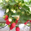 รูปภาพของ Hạt giống Dâu Tây đỏ (Strawberry)
