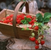 รูปภาพของ Hạt giống Dâu Tây đỏ (Strawberry)
