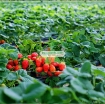 รูปภาพของ Hạt giống Dâu Tây đỏ (Strawberry)