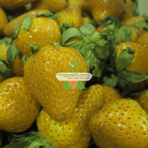 Gambar Hạt giống Dâu Tây vàng