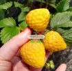 Gambar Hạt giống Dâu Tây vàng
