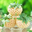 Picture of Hạt giống Dâu Tây trắng (Pineberry)