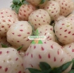 Picture of Hạt giống Dâu Tây trắng (Pineberry)