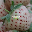 Picture of Hạt giống Dâu Tây trắng (Pineberry)
