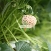 Picture of Hạt giống Dâu Tây trắng (Pineberry)