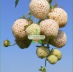 Picture of Hạt giống Dâu Tây trắng (Pineberry)