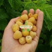 รูปภาพของ Hạt giống Mâm Xôi vàng