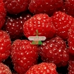 รูปภาพของ Hạt giống Mâm Xôi đỏ