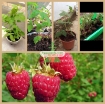 รูปภาพของ Hạt giống Mâm Xôi đỏ
