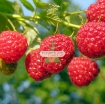 รูปภาพของ Hạt giống Mâm Xôi đỏ