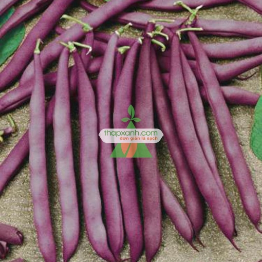 图片 Hạt giống Đậu Cô Ve tím
