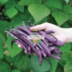 图片 Hạt giống Đậu Cô Ve tím