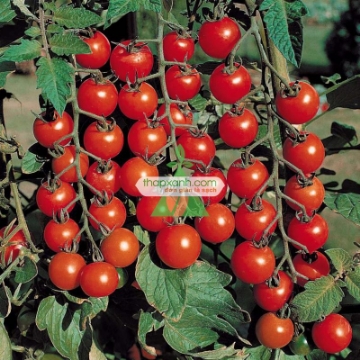 รูปภาพของ Hạt giống Cà Chua Bi (Việt nam)