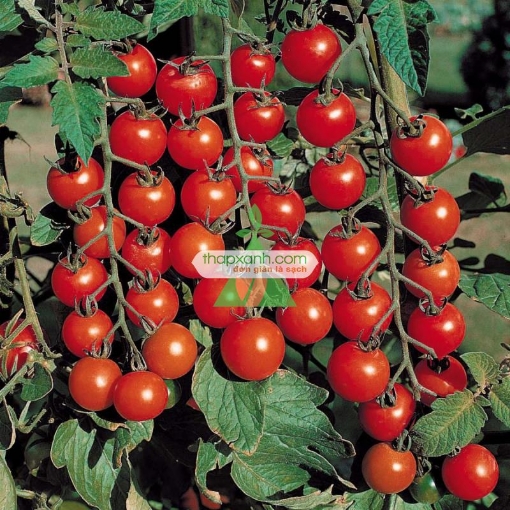 รูปภาพของ Hạt giống Cà Chua Bi (Việt nam)