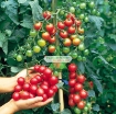 รูปภาพของ Hạt giống Cà Chua Bi (Việt nam)