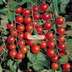 Picture of Hạt giống Cà Chua Bi đỏ (Nga)