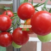 Picture of Hạt giống Cà Chua Bi đỏ (Nga)