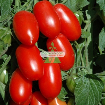 Ảnh của Hạt giống Cà Chua Bi dài (Cà Chua Nhót)