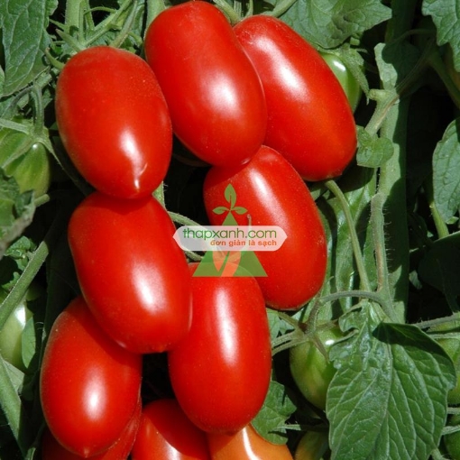 Gambar Hạt giống Cà Chua Bi dài (Cà Chua Nhót)