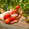 Gambar Hạt giống Cà Chua Bi dài (Cà Chua Nhót)