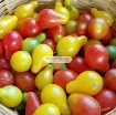 รูปภาพของ Hạt giống Cà Chua Bi mix