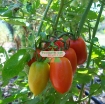 รูปภาพของ Hạt giống Cà Chua Bi mix