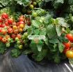 Ảnh của Hạt giống Cà Chua Bi lùn đỏ