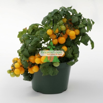 Ảnh của Hạt giống Cà Chua Bi lùn vàng