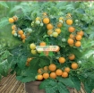 Gambar Hạt giống Cà Chua Bi lùn cam