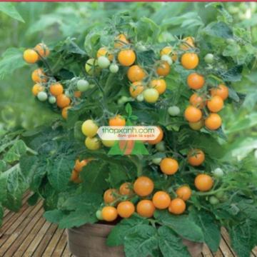 Ảnh của Hạt giống Cà Chua Bi lùn cam