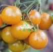 Gambar Hạt giống Cà Chua Bi lùn cam