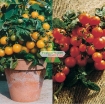 Gambar Hạt giống Cà Chua Bi lùn cam