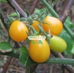 Gambar Hạt giống Cà Chua Bi trái lê (vàng)