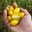Gambar Hạt giống Cà Chua Bi trái lê (vàng)
