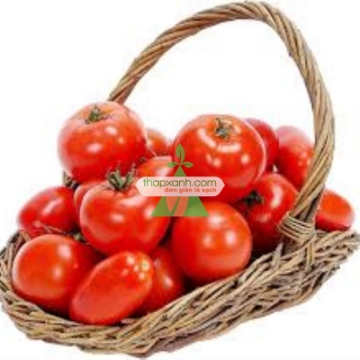 รูปภาพของ Hạt giống Cà Chua Đỏ