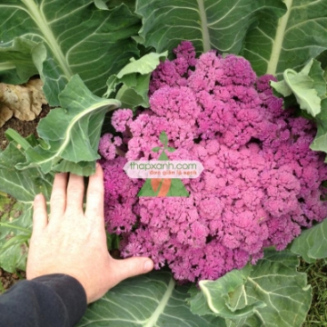Ảnh của Hạt giống Súp Lơ tím