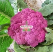 图片 Hạt giống Súp Lơ tím