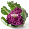 图片 Hạt giống Súp Lơ tím