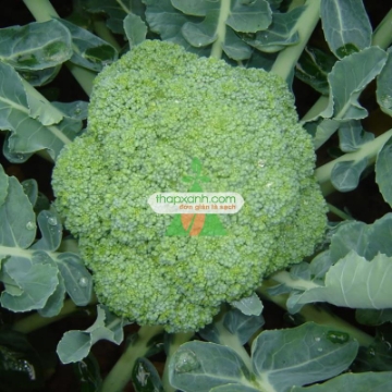 Ảnh của Hạt giống Súp Lơ xanh
