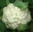 Gambar Hạt giống Súp Lơ trắng
