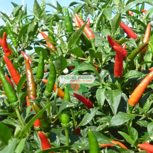 รูปภาพของ Hạt giống Ớt Sừng Trâu mix