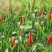 รูปภาพของ Hạt giống Ớt Sừng Trâu mix