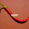 รูปภาพของ Hạt giống Ớt Sừng Trâu mix