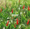 รูปภาพของ Hạt giống Ớt mix